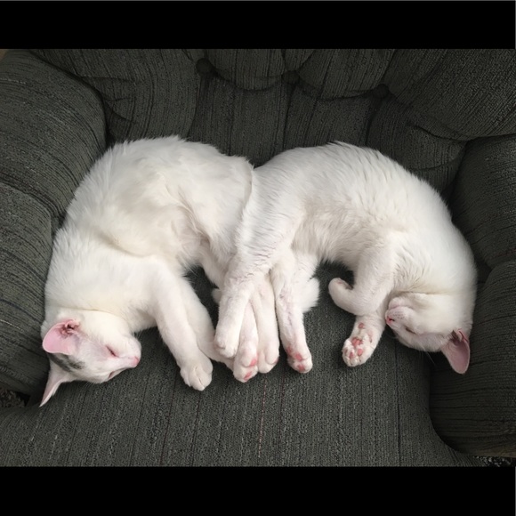 Meet your Posher, Whitney - Picture 1 of 1